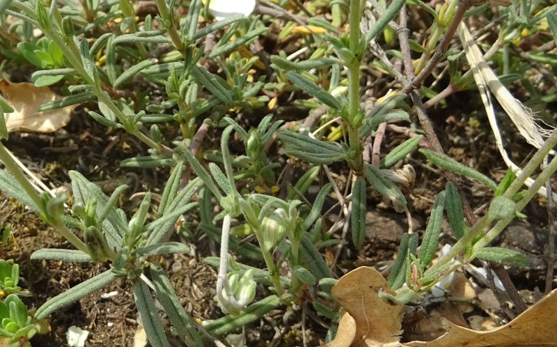 Helianthemum apenninum (L.) Mill. (Cistaceae)